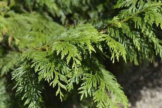 Western red cedar branch - Latin name - Thuja plicata