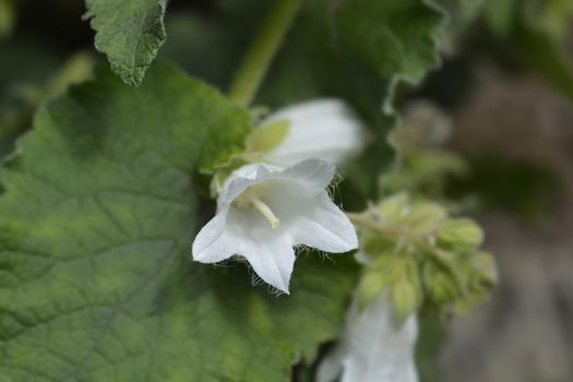 Woolly bellflower - Latin name - Campanula lanata