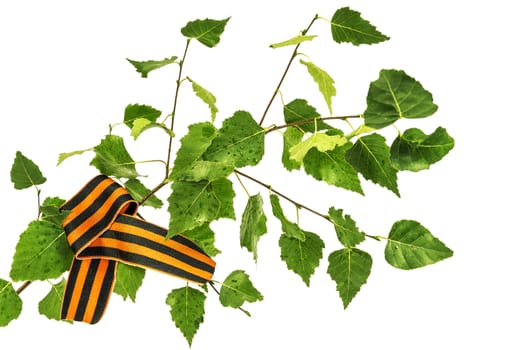 St. George ribbon on a birch branch with green leaves on a white background