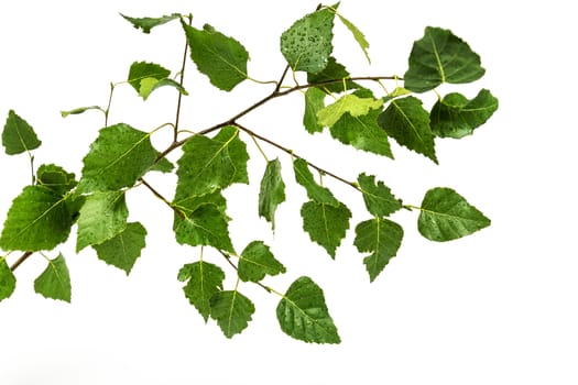 Branch of a birch tree with green leaves on a white background