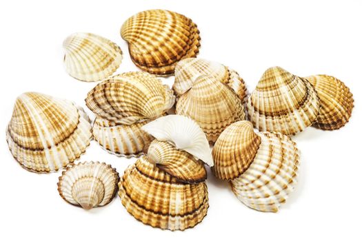 On a white background there are several sea shells
