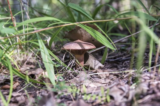 Flora. Among the green and last year's leaves grew a small mushroom.
