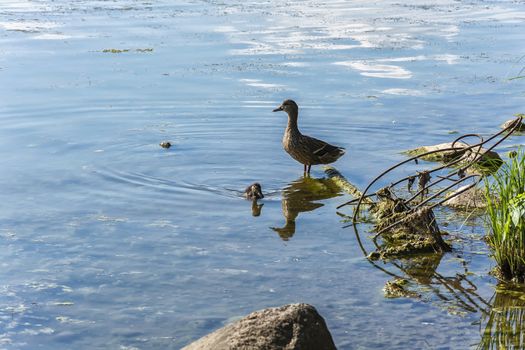 The pond is polluted with industrial waste and a duckling floats nearby and there is a duck