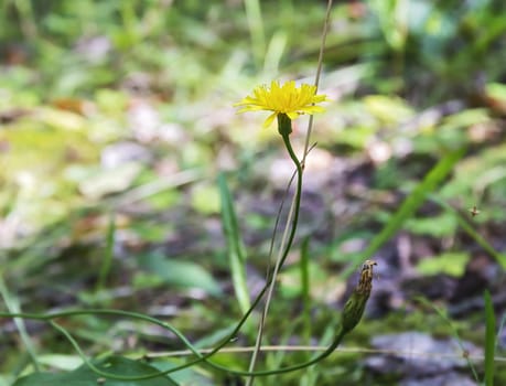 The yellow Yastrebinka flower, a perennial herbaceous plant of the family of astropeas