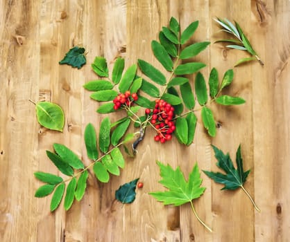 On a wooden surface lies a rowan branch and green leaves