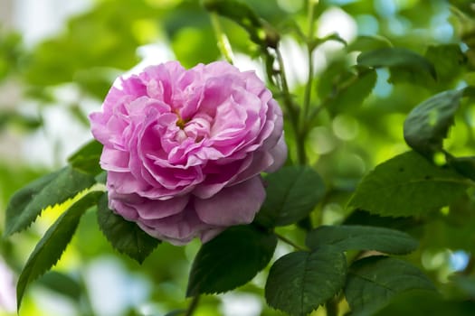Flower of a living blossoming rose on a blurred background
