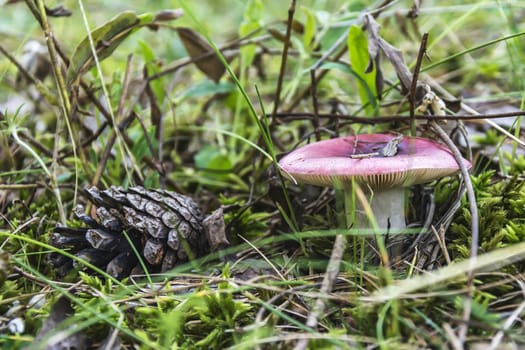 In the thick grass grows a mushroom russula and lies a pine cone