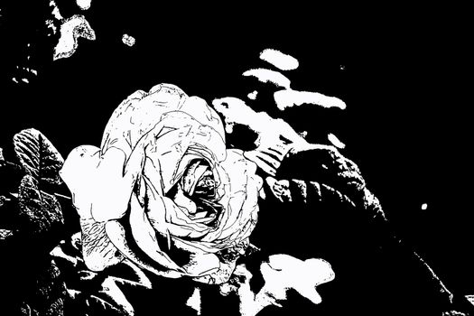 Contour image of a rose flower in black and white color