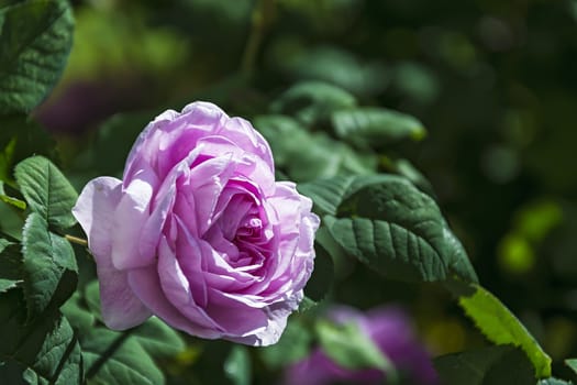 On a blurry background a flower of a blossoming rose in the sunlight