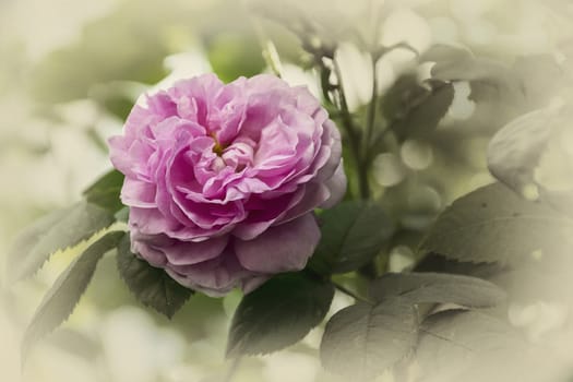 The flower of a blossoming rose in color and gray tones