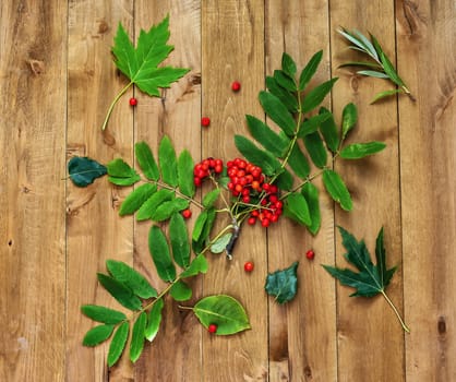 Autumn still life. Berries of mountain ash and green leaves on a wooden surface