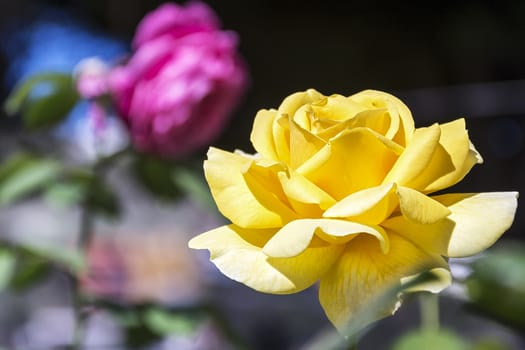 On a blurry background, a flower of a blossoming yellow rose