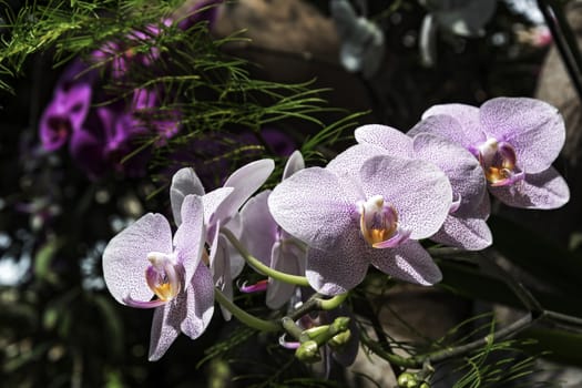 Flowering decorative orchid of white and purple colors