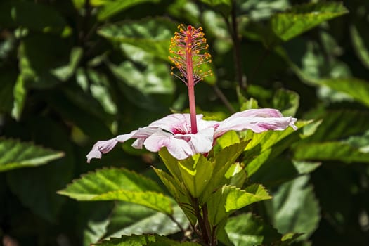 On a blurred background the white-purple hibiscus flower grows vertically upwards