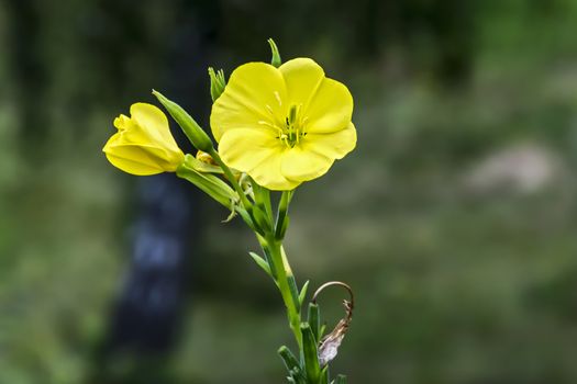 Yellow flower Primrose, herbaceous plant of the family Primrose
