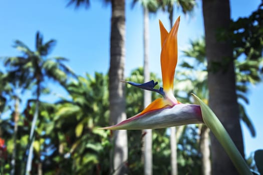 On a blurry background the blossom of a blossoming Strelitzia