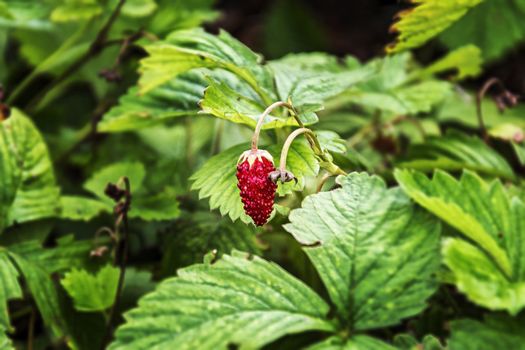 Among the green shrubs of the garden strawberry is a red ripe berry