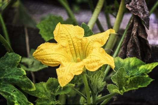 Yellow pumpkin flower grew on a green branch
