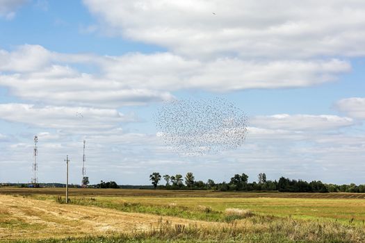 Autumn landscape. Rural field and a large flock of birds in the sky