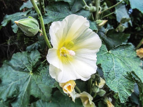 Flora. Beautiful blossoming flower and bud of Malva plant               