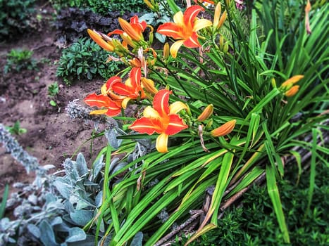 Flora. Beautiful red-yellow flowers of a red-pink lily close-up            