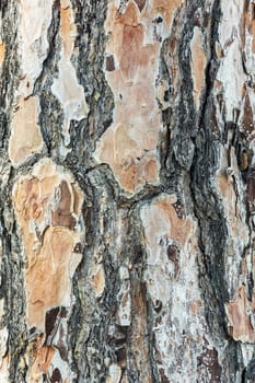 Vertical image of a natural pine tree crust texture