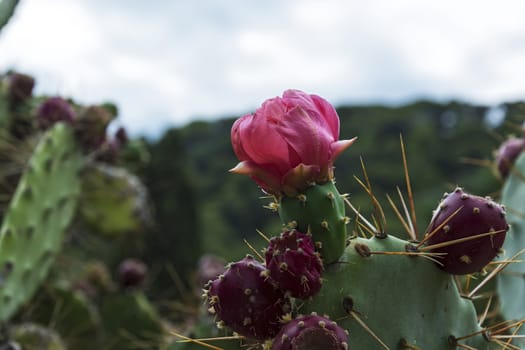 The blossoming pink flower of a broad-leaved perennial cactus plant