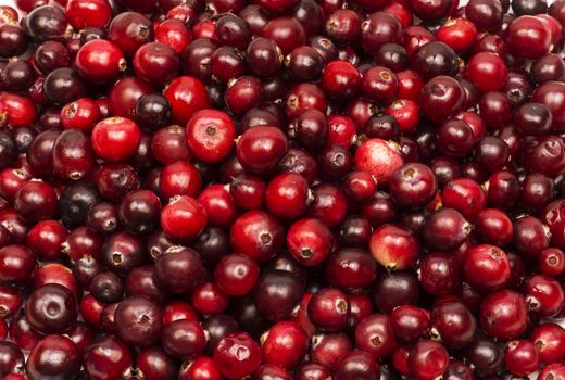 Red ripe cranberry berries in large quantities