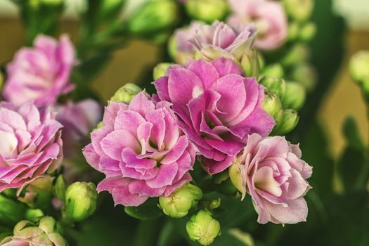 White-pink flowers of Kalanchoe kind of succulent plant family Tolstyankovye