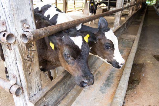 Young calf standing in the paddock, asia Thailand farm.