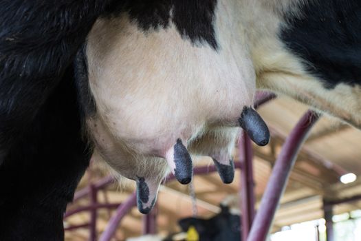 selective focus udder milk of young cow female standing on dairy farm 