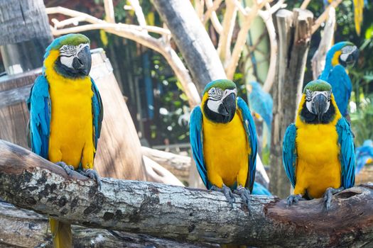 Group Bird Blue-and-yellow macaw standing on branches  