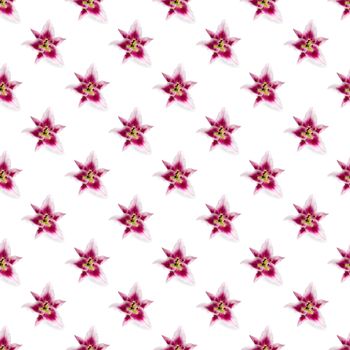 seamless pattern of pink Lily flower bloom. Pink lily flowers over white background seamless texture. flat lay flower pattern