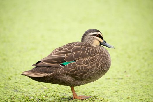 Duck  standing by a billabong covered in green plant flora floating on the water surface.  Shallow dof with background blur, focus to duck eye only