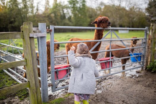 Rearview of a little brunette girl in a gray coat approaching at tree brown alpacas eating behind a fence, and with a blurry forest as background