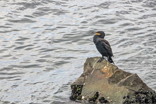 cormorant on cliffs in the sea