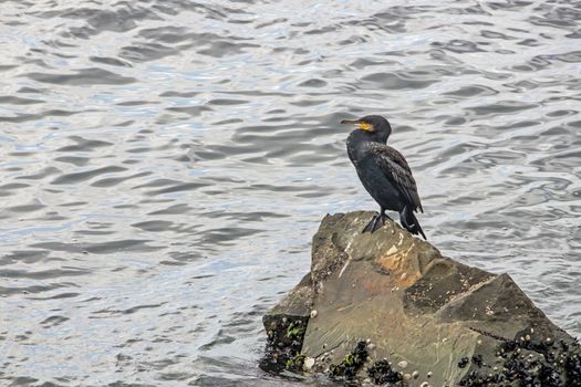 cormorant on cliffs in the sea