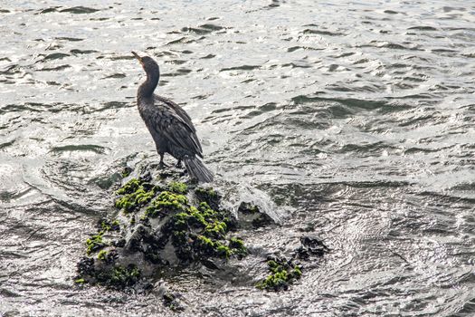 cormorant on cliffs in the sea