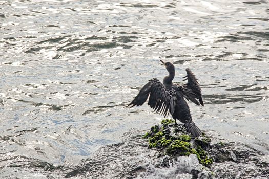 cormorant on cliffs in the sea