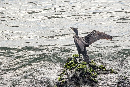 cormorant on cliffs in the sea