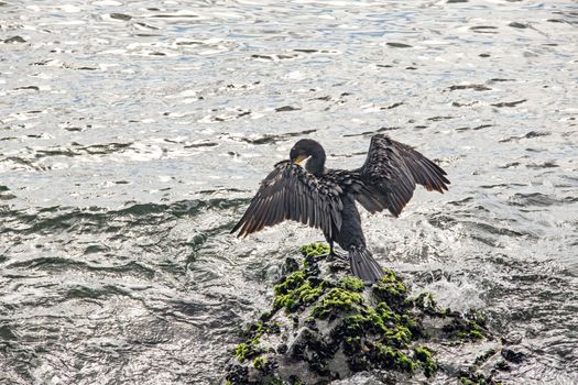 cormorant on cliffs in the sea