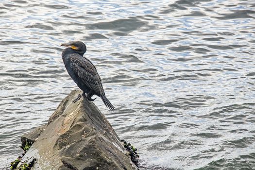 cormorant on cliffs in the sea