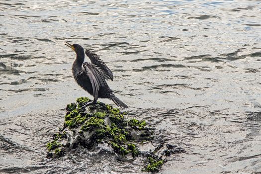 cormorant on cliffs in the sea