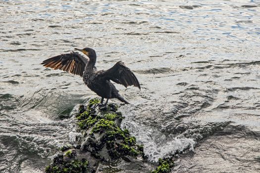 cormorant on cliffs in the sea