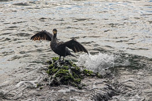 cormorant on cliffs in the sea