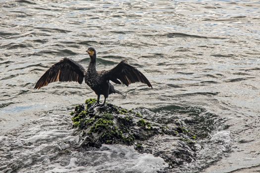 cormorant on cliffs in the sea