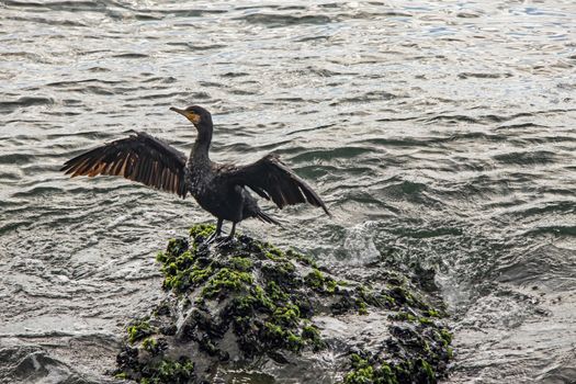 cormorant on cliffs in the sea