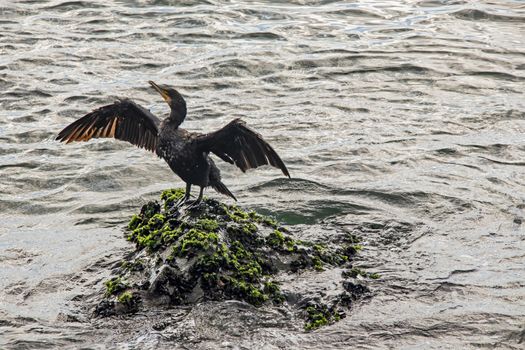 cormorant on cliffs in the sea