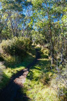 The popular Thredo Valley Track which is a walk and bike track that runs from Thredbo to Jindabyne thru Lake Crackenback in New South Wales, Australia