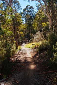 The popular Thredo Valley Track which is a walk and bike track that runs from Thredbo to Jindabyne thru Lake Crackenback in New South Wales, Australia